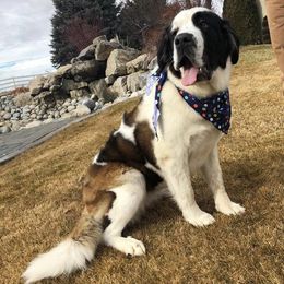 Newfoundlands, Saint Berdoodles, and Saint Bernards from Blue Heart Kennel