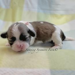 Brindle and White Female - Pink Collar - Brindle and white female Shih Tzu puppy in Crawfordsville, Indiana from Swaying Sycamore Farm