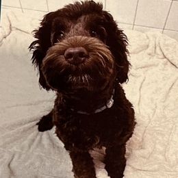 Australian Labradoodle Puppies from Wild Daisy Labradoodles