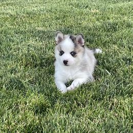 Pomsky Puppies from Promise Land Pomskies