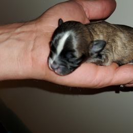Shihpoo Puppies from Perfect Companion Puppies