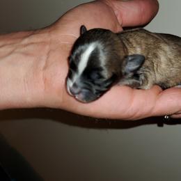 Shihpoo Puppies from Perfect Companion Puppies