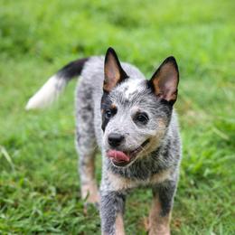 Joplin - Blue mottled female Australian Cattle Dog puppy in Gatlinburg, Tennessee from Greenbrier