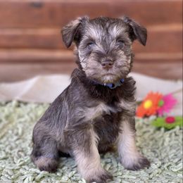 Miniature Schnauzers from Endless Elegance
