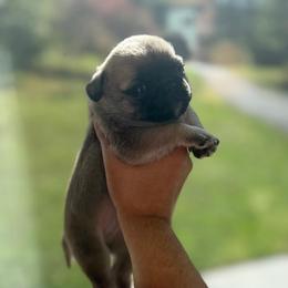 Eddie - Fawn male Pug puppy in Damascus, Maryland from Elly & Junior’s Legacy