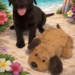 Dilute Retriever, French Bulldog, Labrador Retriever, and Leonberger Puppies from QVR Labradors and Leonbergers