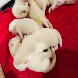 American Eskimo Dog puppies from Halfmoon Kennel