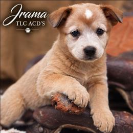 Jrama - Red mottled female Australian Cattle Dog puppy in Chillicothe, Missouri from TLC Cattle dogs