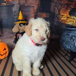 Red boy - Cream male Labradoodle puppy in El Paso, Texas from My Cuddly Doodles