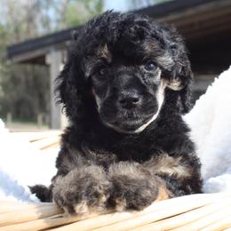 Emerald-girl - Phantom female Poodle puppy in Scottsville, Kentucky from Barren River Bernedoodles and Poodles