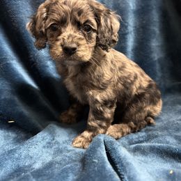 Girl 3 - Merle Cockapoo puppy in Berea, Kentucky from Blair’s Furry Friends