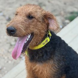 Lucy - Airedale Terrier