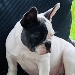 Motley - French Bulldog