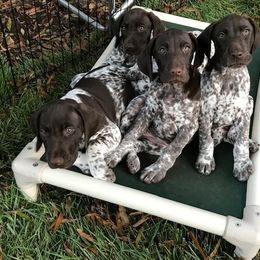 German Shorthaired Pointer Puppies from Twin Gabels GSPs