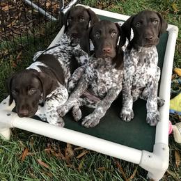German Shorthaired Pointer Puppies from Twin Gabels GSPs