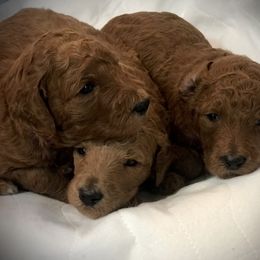 Poodle Puppies from Prissy Pants Poodles LLC