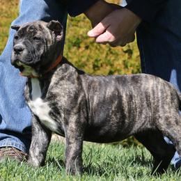 Orange Collar - Tiger female Perro de Presa Canario puppy in Pocahontas, Illinois from Cabeza Grande Kennel