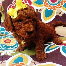 Goldendoodle Puppies from Abidoodles