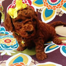 Goldendoodle Puppies from Abidoodles
