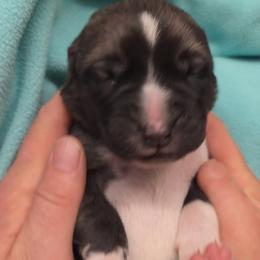 Green Collar - Fawn male Turkish Boz Shepherd puppy in Steamboat Springs, Colorado from Emerald Mtn Ranch LLC