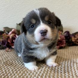 LUCAS - Blue male Pembroke Welsh Corgi puppy in Hinton, Oklahoma from Green Cloud Ranch