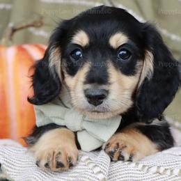 Hank - Black and cream male Dachshund puppy in Wakarusa, Indiana from PuppyLove Dachshunds