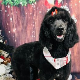 Aussiedoodles and Miniature Australian Shepherds from ETX Lazy D Aussies & Doodles