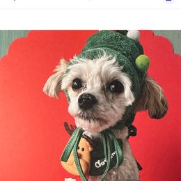 Goldendoodle, Maltese, Maltipoo, and Poodle All Grown Up from Dream Paws Puppies, LLC