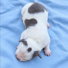 Cairo - Blue male American Staffordshire Terrier puppy in Conley, Georgia from Cicero Kennels