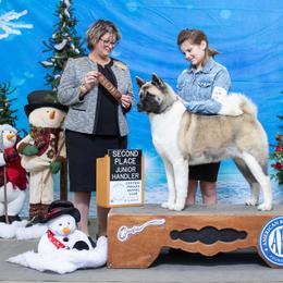Abby - Akita