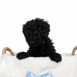 Sky - Black male Goldendoodle puppy in Yakima, Washington from HoneyPaw Doodles