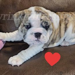 Ivy - Red brindle and white Bulldog puppy in Granville, Iowa from Wrinkly Blessings English Bulldogs