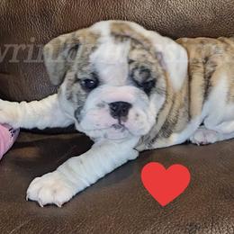 Ivy - Red brindle and white Bulldog puppy in Granville, Iowa from Wrinkly Blessings English Bulldogs