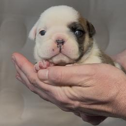 Girl 1 - Fawn brindle and white female Bulldog puppy in Fort Wayne, Indiana from Odyssey English Bulldogs