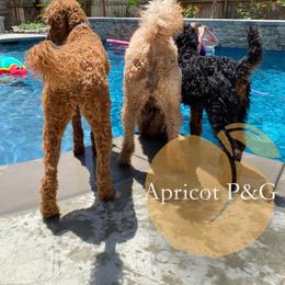 Goldendoodle and Poodle All Grown Up from Apricot Poodles & Goldendoodles