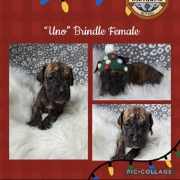 Uno - Brindle female Great Dane puppy in White City, Kansas from Southwind Great Danes