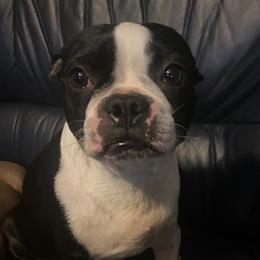 Bootsie Bug - Boston Terrier