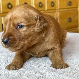 Riley - Golden female Golden Retriever puppy in Wellington, Colorado from High Country Golden Retrievers