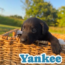 Yankee - Black male Labrador Retriever puppy in Lucasville, Ohio from Backwoods Labradors