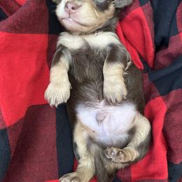 Guinness - Chocolate and tan male Dachshund puppy in Bergen, New York from T. Rex Doxies & Friends