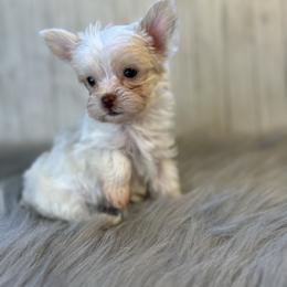 Yorkshire Terrier Puppies from Small paws