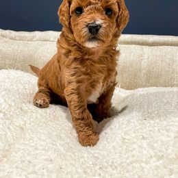 Cavapoo Puppies from SoCal Cavapoos