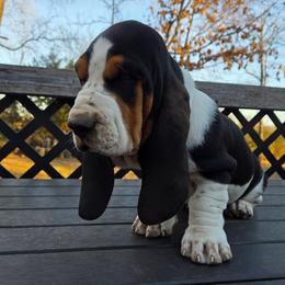 Ray Ray - Black brown and white male Basset Hound puppy in Denison, Texas from Emma Lou's Baby Bassets