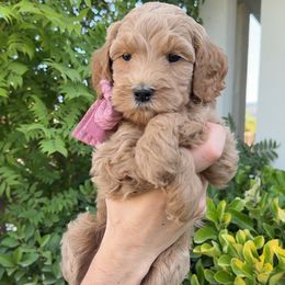 Purple Collar - Red  female Goldendoodle puppy in Corona, California from West Coast Goldendoodles