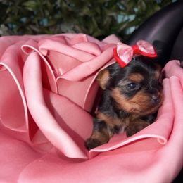 Lilly - Black and tan female Yorkshire Terrier puppy in Illinois from Pretty Little Yorkies