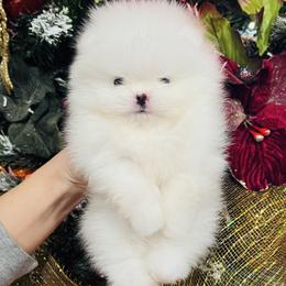 Leo - White male Pomeranian puppy in Hot Springs, Arkansas from Pomeranian Empire