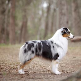 Australian Shepherds from Zerlahn