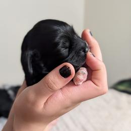 Stormy - Black and white female Cockapoo puppy in Dayton, Ohio from L&L Cockapoos