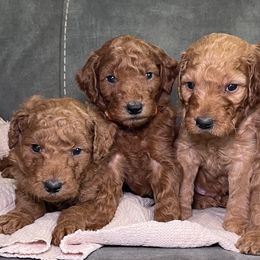 Poodles from Designer Poodles & Doodles