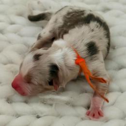 Neon - Orange Collar - Red merle female Australian Shepherd puppy in San Marcos, California from Faith Family Freedom Farm